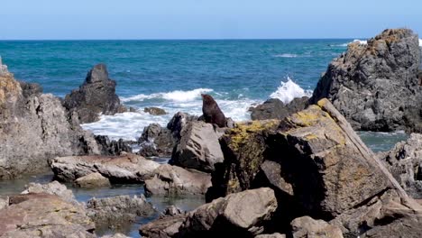 Large-male-brown-fur-seal-on-the-rocks-with-waves-in-Wellington,-New-Zealand