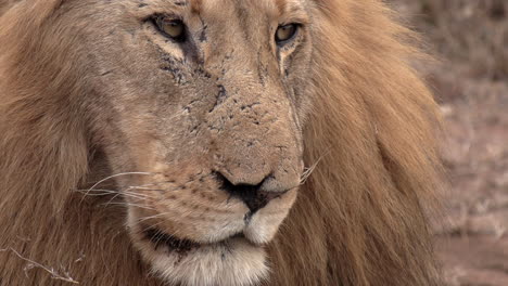 Close-up-of-face-of-adult-male-lion-with-large-mane-on-lookout