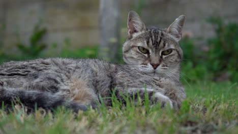 Grey-Tabby-Cat-Lying-On-Green-Grass-And-Looking-At-Camera