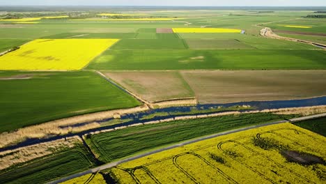 Aerial-high-altitude-flight-over-blooming-rapeseed-field,-flying-over-yellow-canola-flowers,-idyllic-farmer-landscape,-beautiful-nature-background,-birdseye-drone-shot-moving-forward