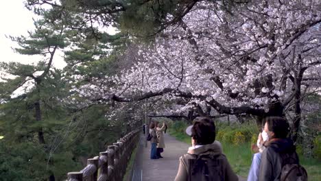 Public-park-in-Tokyo-during-sakura-cherry-blossom-season-with-people-wearing-facemasks