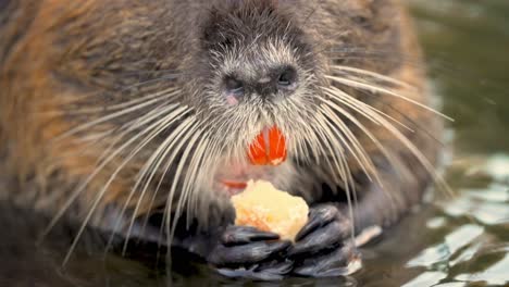 Hungry-coypu-with-long-whiskers-eats-while-standing-in-water