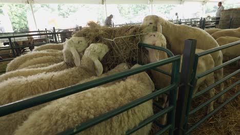 National-competition-hungry-sheep-feeding-from-metal-basket-in-sheep-pens