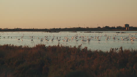 Lots-of-wild-Flamingos-resting-over-a-beautiful-Lake-during-Sunset