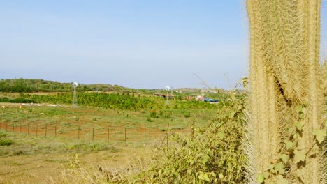 Wide-reveal-of-green-farmland-behind-cactus,-Sint-Joris,-Curacao