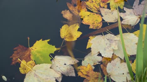 Blätter-Fallen-Im-Teich-Herunter-Und-Treiben