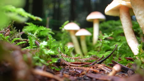 Low-angle-push-out-of-growing-toxic-mushrooms-on-deep-wet-forest-ground-during-sunny-day---Dolly-motion-in-prores