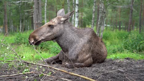 Female-moose-in-Norwegian-forest---Closed-eyes-and-relaxing-on-ground-during-summer--Handheld-static-closeup