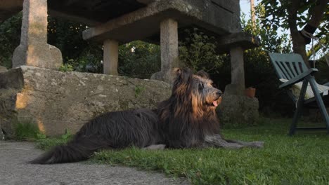 brown-and-gray-briard-dog-resting-on-backyard-grass