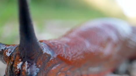 Extreme-macro-of-slick-red-Slug-in-super-slow-motion-outdoors---In-focus-shot-with-blur-background