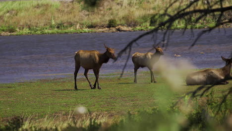 Wild-elk-herd-walking-through-marshy-wetlands-slow-motion-30fps