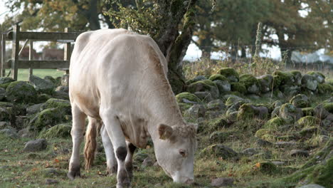 Ecological-cow-grazing-in-idyllic-farm