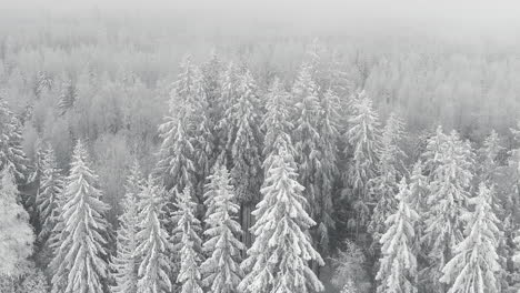 Cold-weather-winter-forest-with-hoarfrost-dolly-out-panoramic-drone-shot,-north-pole-scene-during-snowstorm-blizzard