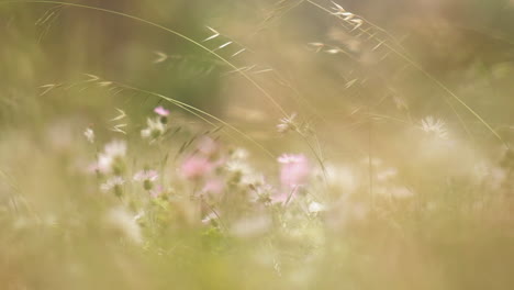 Dreamy-shallow-focus-shot-of-white-flowers-on-a-golden-field-in-slow-motion