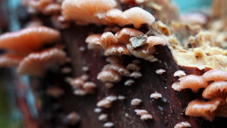 Rosy-Oysterling--Mushroom