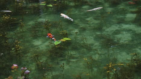 Koi-Schwimmen-In-Zeitlupe-Durch-Glasartiges-Wasser-Des-Namenlosen-Teichs-In-Gifu