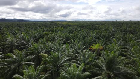 Drone-shot-flying-over-the-top-of-Palm-Trees-on-a-Palm-Oil-plantation