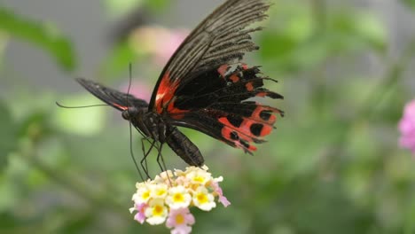 Tropical-black-and-red-colored-Butterfly-sitting-on-flower-and-gathering-nectar-of-blossom-with-legs-during-sunny-day-in-summer-sesaon---close-up-in-focus-shot