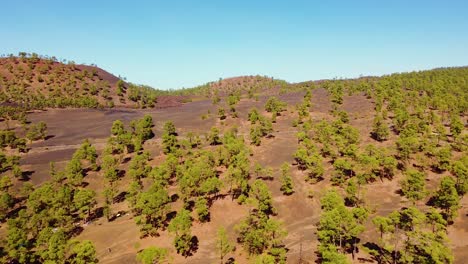 Drone-over-rolling-hills-of-Tenerife-near-Teide-volcano-with-pine-forests