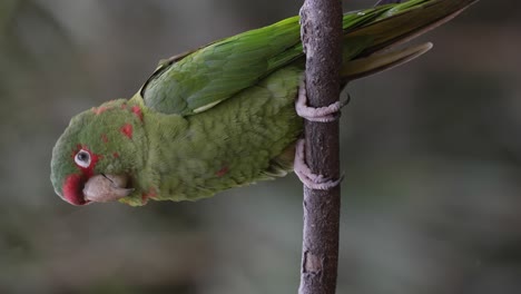A-Mitred-Parakeet-Vocalizing-Perched-on-a-Small-Branch-with-Close-up