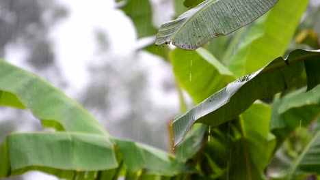 Heavy-monsoon-pouring-down-on-huge-leaves-of-banana-palm-trees-during-green-season-in-Costa-Rica
