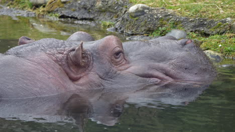 Close-up-shot-of-Hippo-Hippopotamus-resting-in-natural-lake-and-watching-in-wilderness-during-daytime
