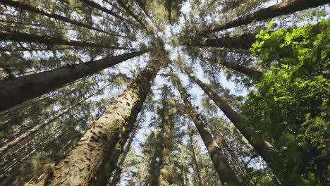 Smooth-peaceful-slow-motion-tracking-shot-looking-up-into-tall-trees