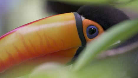 Incredibly-detailed-and-focused-close-up-footage-of-the-colorful-head-of-a-toucan-behind-the-unfocused-plants-of-a-rainforest-at-Iguazu-Falls,-Argentina