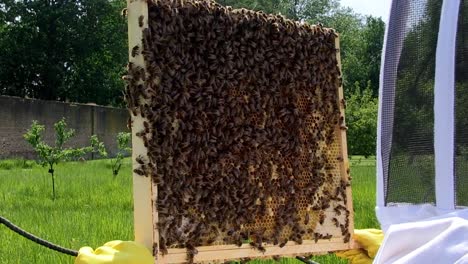 A-beekeeper-examines-bees-on-a-frame-from-the-hive