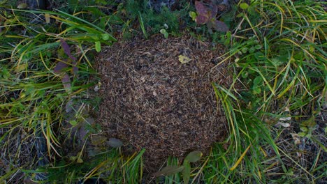 Ameisenhaufen-Von-Oben-Im-Gras-Breit