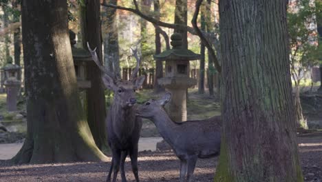 Stag-and-Doe-in-Nara-Japan,-Peaceful-Morning-Scene-in-Autumn