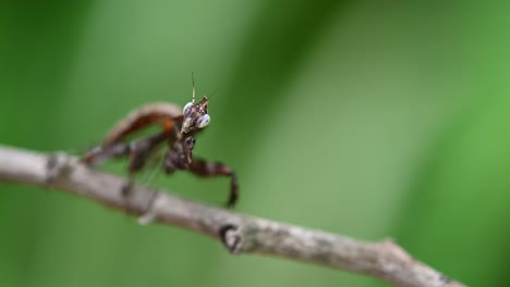 Parablepharis-kuhlii,-a-Praying-Mantis-so-small-captured-with-a-macro-lens-seen-on-top-of-a-twig-shaking-its-body-and-head-with-some-wind,-Southeast-Asia