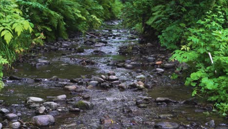 Small-stream-in-a-forest