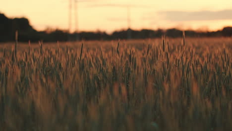 Slow-panning-over-a-wheat-field-on-golden-hour-sunset