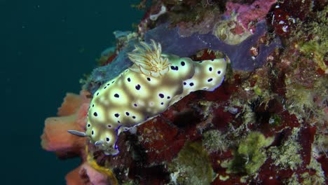 Nudibranquio-En-Coloridos-Arrecifes-De-Coral