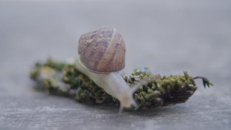Macro-shot-of-a-snail-as-it-crawls-on-a-clump-of-moss
