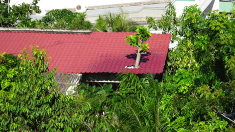 Tree-growing-out-of-a-red-roof