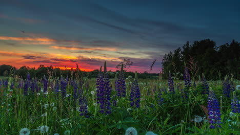 Hyper-Zeitrafferaufnahme-Eines-Blumenfeldes-Mit-Pusteblumen-Und-Dramatisch-Brennendem-Sonnenuntergang-Im-Hintergrund