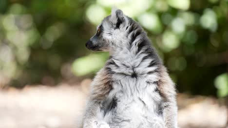 Ring-tailed-Lemur-male-sit-in-on-forest-floor-Madagascar