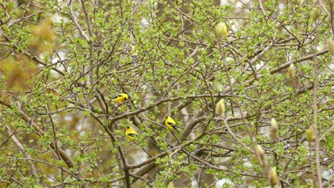 American-Goldfinch-Birds-Sit-Perched-In-A-Tree-During-Spring,-Small-Bird-Of-North-America