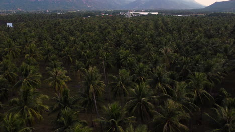 Palm-Trees-with-Aerial-Drone-and-Pull-Up-Camera-Shot-to-Reveal-Scenery-of-Mountains-and-Forest-Landscape-in-Vietnam