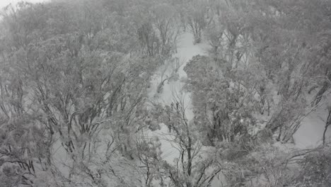Monochromatic-aerial:-Cross-country-skiers-on-Mt-Stirling-forest-trail