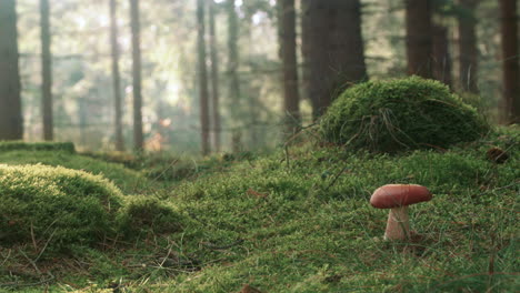 Frau-Geht-An-Einem-Perfekten-Pilz-Im-Nordischen-Wald-Vorbei