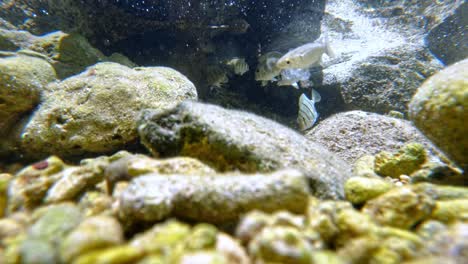 Meeresfische-Schwimmen-Auf-Steinigem-Boden-Unter-Seichtem-Wasser