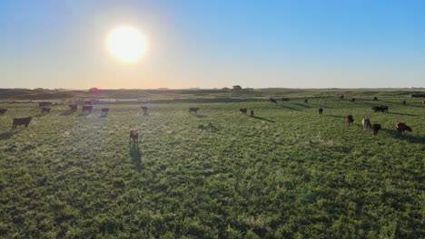Drone-flyover-the-temperate-grassland-with-various-cattle-species-grazing-on-the-grassy-plains-during-bright-daylight,-in-rural-countryside-of-La-Pampa
