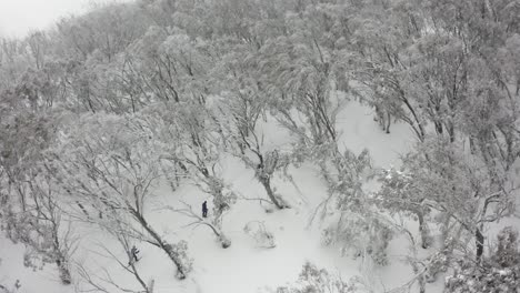 Winter-aerial:-XC-skiers-on-trail-through-eucalyptus-forest,-Australia