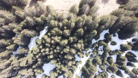 Drohne-Fliegt-über-Einen-Grünen-Schweizer-Tannenwald-Mit-Etwas-Schnee