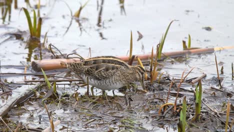 Close-up-of-Common-snipe-feeding-with-it's-long-bill-in-wetland-habitat