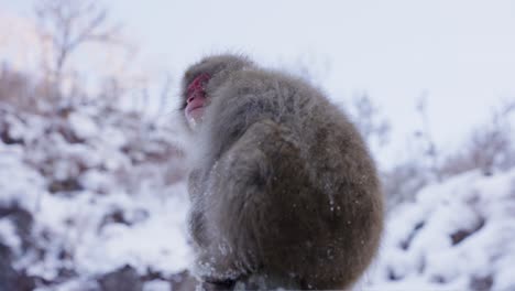 Snow-Monkey-in-the-Mountains-of-Nagano,-Japan