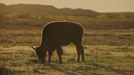 Bison-calf-grazing-at-sunset-in-a-prairie